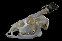 Skull with antlers and teeth of male Reeve's / Chinese Muntjac deer {Muntiacus reevesi}