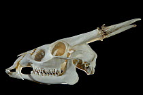 Skull with antlers showing perruque and teeth of male Reeve's / Chinese Muntjac deer {Muntiacus reevesi}