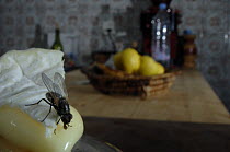 Common house flies {Musca domestica} on soft french cheese in a kitchen, UK