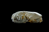 Skull and teeth of Weasel (Mustela nivalis)