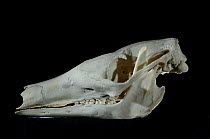 Skull and teeth of Aardvark {Orycteropus afer}