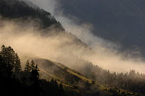 Landscape in mist, Swiss National Park, Alps, Swizerland. Not for sale to magazines.