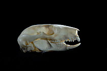 Skull and teeth of Sugar glider {Petaurus breviceps}