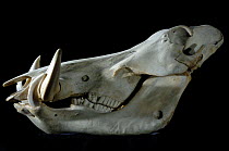 Skull and teeth of Warthog (Phacochoerus aethiopicus)