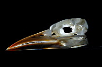 Skull and beak of Red-tailed Tropic bird (Phaethon rubricauda)