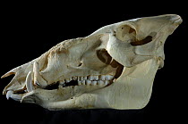 Skull and teeth of Red river hog {Potamochaerus porcus}