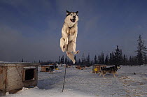 Sled dog leaping into the air, Canada
