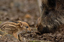 Wild boar (Sus scrofa) female with one-day baby, near Geneva, Switzerland