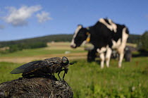 Horsefly (Tabanus bovinus) near a domestic cow, Switzerland