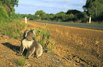 Koala {Phascolarctos cinereus} beside road, Kangaroo Island, South Australia