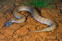 Rugose Death Adder (Acanthophis rugosus) adult female lures prey to its grub-like tail tip, Cape Crawford, Northern Territory, Australia
