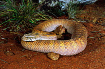 Rugose Death Adder (Acanthophis rugosus) adult female watches and waits to lure prey to its grub-like tail tip, Darwin, Northern Territory, Australia