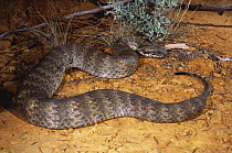 Southern death adder {Acanthophis antarcticus} adult female watches and waits to lure prey to its grub-like tail tip, Eucla, Western Australia