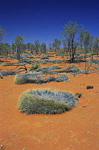 Triodia hummock grassland in the Simpson desert, SW Queensland, Australia