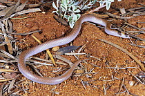 Unbanded shovel-nosed snake {Brachyurophis incinctus} female, nocturnal burrower that specialises in eating reptile eggs, Alice Springs, Northern Territory, Australia