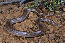 Northern shovel-nosed snake {Brachyurophis roperi} male, burrower that specialises in eating reptile eggs, Lake Argyle, Western Australia