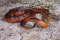Collett's snake {Pseudechis colletti} Barcaldine, Queensland, Australia
