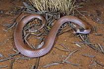 Unbanded shovel-nosed snake {Brachyurophis incinctus} male, nocturnal burrower that specialises in eating reptile eggs, Boulia, Queensland, Australia
