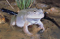 Desert water holding frog {Cyclorana platycephala} female surfaces after heavy rains and moves to a temporary pool to find a mate, Mungindi, New South Wales, Australia
