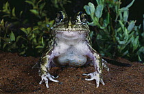 Painted burrowing frog {Neobatrachus pictus} Inglewood, Victoria, Australia