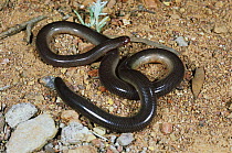 Blind snake {Ramphotyphlops nigrescens} female, burrowing species that feeds on ant eggs, larvae and pupae, Armadale, New South Wales, Australia