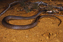 Coastal taipan snake {Oxyuranus scutellatus} male sensing the air, Cannonvale, Queensland, Australia