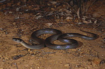 Grey snake {Hemiaspis damelii} foraging for frogs briefly at dusk along the edge of a claypan, Moree, New South Wales, Australia