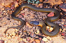 Western crowned snake (Elapognathus coronatus) Albany, Western Australia