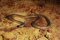 Rufous whipsnake {Demansia rufescens} foraging for lizards, diurnal, Pilbara, Western Australia