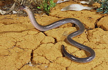 Brigalow scaly foot legless lizard {Paradelma orientalis} mimics the threat display of a venomous Brown snake to deter predator, Yelarbon, Queensland, Australia, Endangered