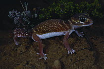 Smooth knob-tailed gecko {Nephrurus levis occidentalis} female, Kalbarri, Western Australia