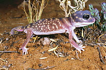 Starred knob-tailed gecko {Nephrurus stellatus} female foraging on the sand dunes at night, Ceduna, South Australia