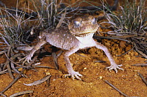 Rough / Prickly knob-tailed gecko {Nephrurus asper} male foraging at night, standing tall for better view, Middleton, Queensland, Australia