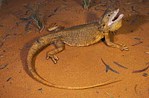 Dwarf bearded dragon lizard {Pogona minor mitchelli} threat display to frighten off predator, Derby, Western Australia