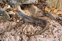 Skink (Liopholis modesta) male basking at entrance of multi-chambered burrow, ready to flee if disturbed, Glen Innes, New South Wales, Australia