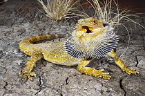 Eastern bearded dragon lizard {Pogona barbata} male enacting a defensive display towards a perceived threat, West Wyalong, New South Wales, Australia