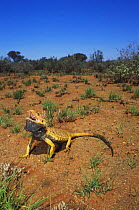 Inland / Central bearded dragon lizard {Pogona vitticeps} male defensive threat display, Kulgera, Northern Territory, Australia