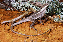 Burns&#39; dragon lizard (Amphibolurus / Lophognathus burnsi) male prepares to fight rival male, Walgett, New South Wales, Australia