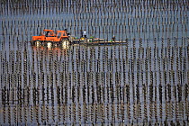 Bouchot mussel aquaculture in the Brehat Archipelago, Cotes d'Armor, Brittany, France. September 2005.