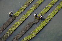 Men working on oyster-beds in the Gulf of Morbihan, Concarneau, Brittany, France. July 2005.