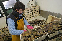 Packing oysters at La Foret-Fouesnant, Brittany, France. December 2004.