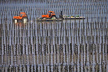 Tractors amongst Bouchot mussels aquaculture in the Brehat Archipelago, Cotes d'Armor, Brittany, France. September 2005.