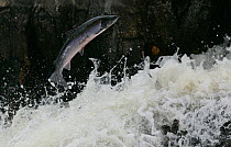 Atlantic salmon (Salmo salar) leaping up Cassley Falls, Scotland, UK