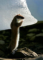 Stoat / Ermine (Mustela erminea) in summer coat standing on hind legs by ice, Ellesmere Island, Arctic, Canada