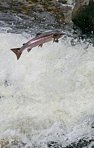 Atlantic salmon (Salmo salar) leaping up Cassley Falls, Scotland, UK