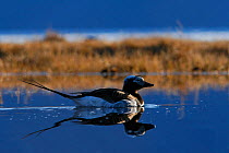 Long tailed duck (Clangula hyemalis) Ellesmere Island, Nunavut, Canada.