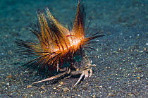 Radiant sea urchin {Astropyga radiata} carried on the back of a Dorippid crab (Dorippe frascone). Lembeh Strait, North Sulawesi, Indonesia.