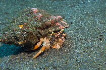 Anemone hermit crab (Dardanus pedunculatus) with shell covered in debris, Komodo, Indonesia