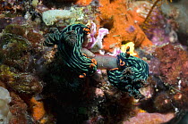 Nudibranch {Nembrotha kubaryana} pair feeding on Ascidians / Sea squirts (Sycoza sp) Rinca, Indonesia