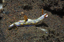 Nudibranch (Hypselodoris zephyra) Bali, Indonesia.